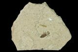 Fossil March Fly (Plecia) - Green River Formation #135881-1